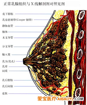 認識乳腺鉬靶照片 - 馬夫 - 馬夫的博客