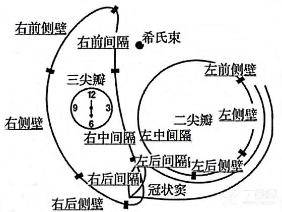 心電圖技巧：顯性預激單支房室旁路心電圖定位法