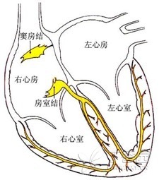 漫話(huà)心律失常：常見(jiàn)室上性心動(dòng)過(guò)速及心電圖表現(xiàn)