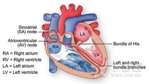 漫話(huà)心律失常：竇性心律 沒(méi)你想得那么簡(jiǎn)單