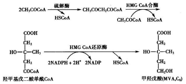 顛覆常識：他汀類藥物真的需要夜間服用嗎？