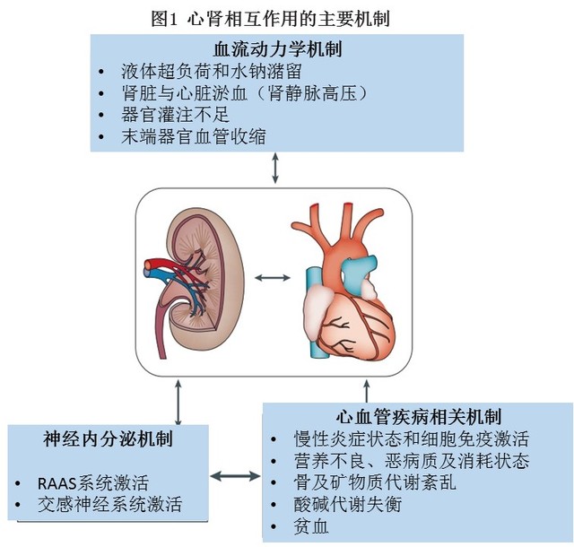 5 圖讀懂心衰和腎衰的相互作用