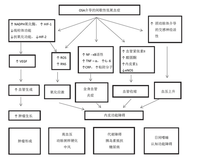 間歇性低氧血癥可致多器官危害