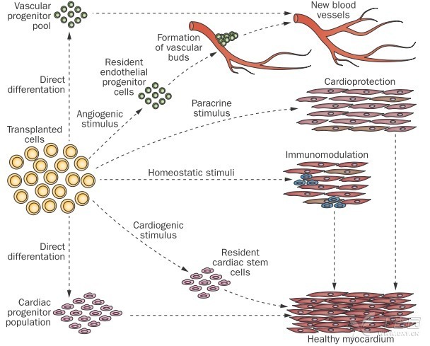 Nat rev Cardiol：心臟修復(fù)細(xì)胞治療綜述