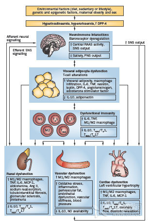 Nat Rev 綜述：肥胖型高血壓發(fā)病機(jī)制及治療方法