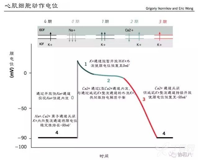 扒一扒 心律失常那些事兒