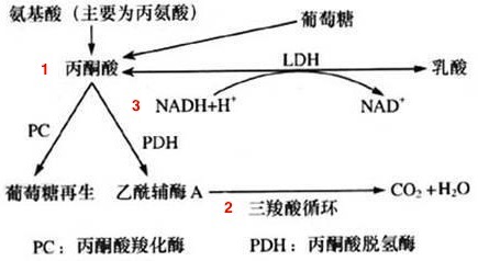 乳酸高達 12mmol/L 沒事兒,？！我還是太年輕了