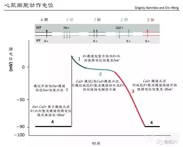 扒一扒 那些常見的抗心律失常藥物