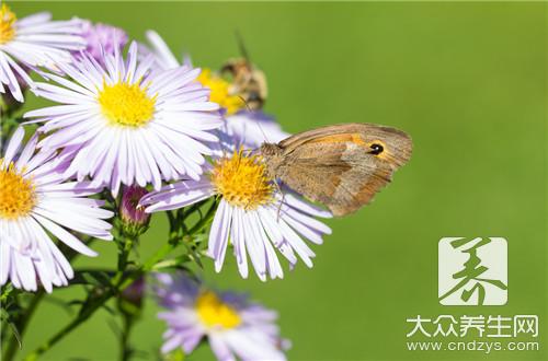 貢菊是白菊嗎